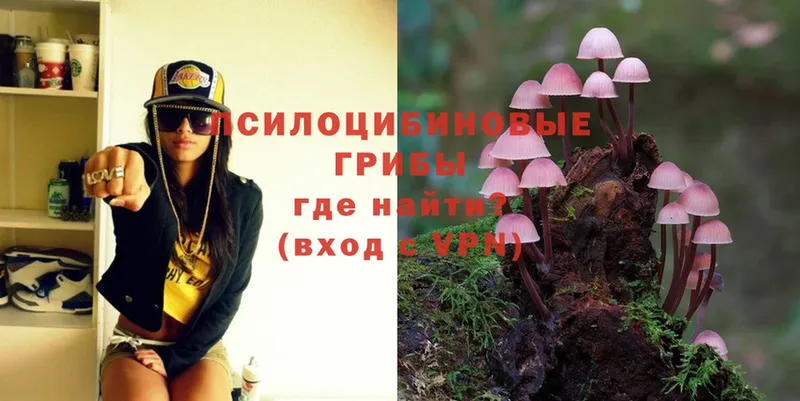 как найти закладки  Бавлы  Галлюциногенные грибы Psilocybe 